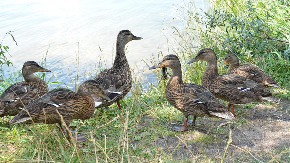 urban birds ducks family on a city lake shore