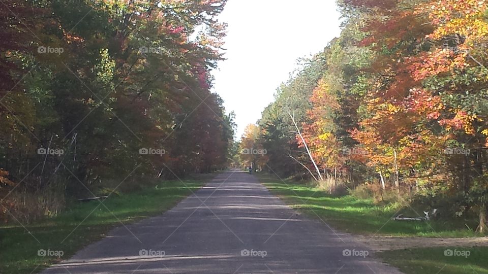 Road, Fall, Tree, Leaf, Landscape