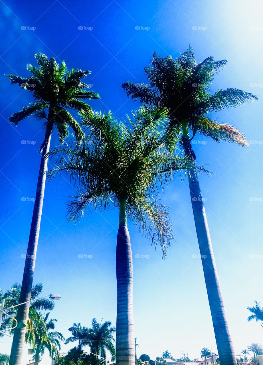 Imperial palm trees