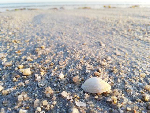 Sable et coquillage