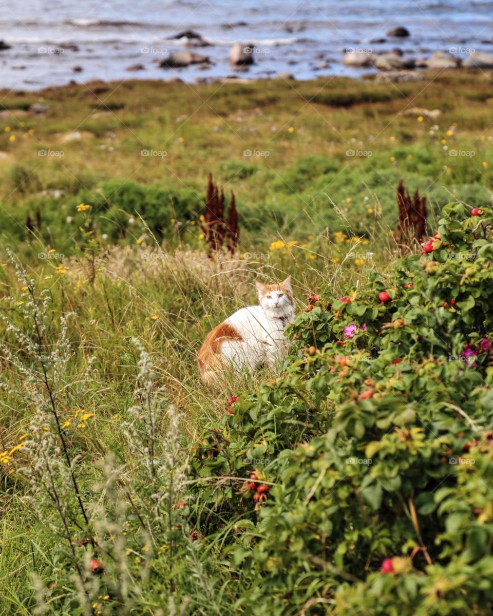 Outdoor cat