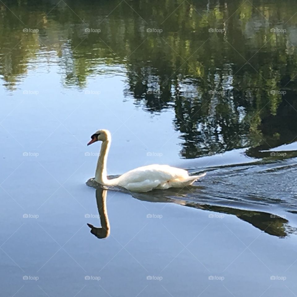 A swan with a wake reflected in the still water. The Gorge Waterway, Victoria, BC, Canada, Summer, 2017. 