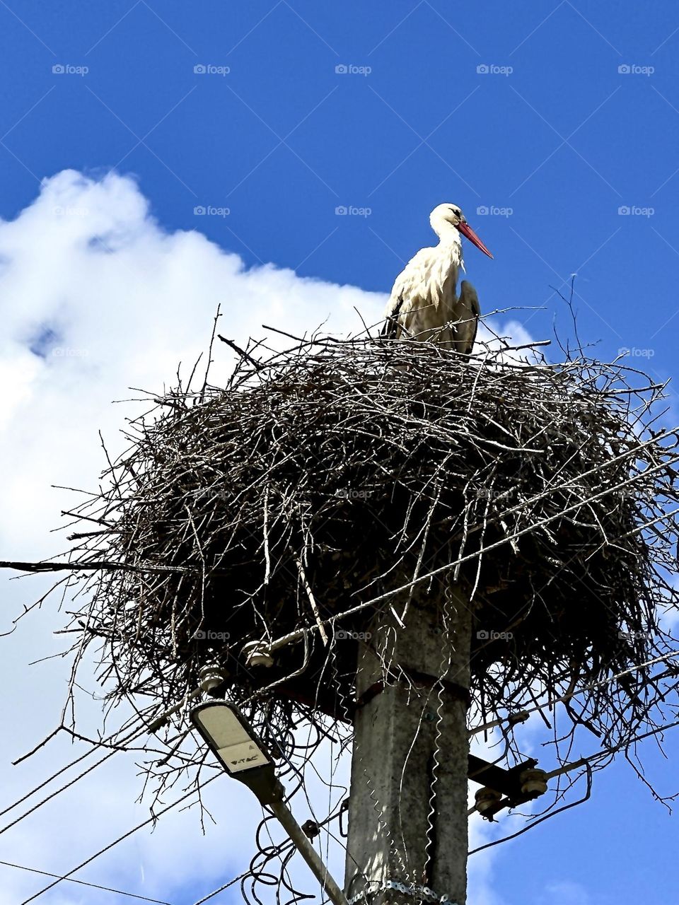A stork sits in its nest on a lamppost