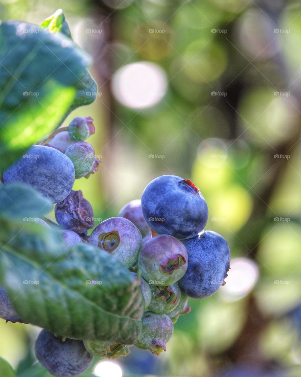 fresh sweet blueberries