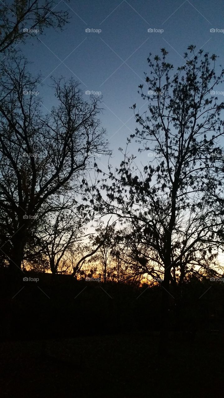 Sunset through the trees