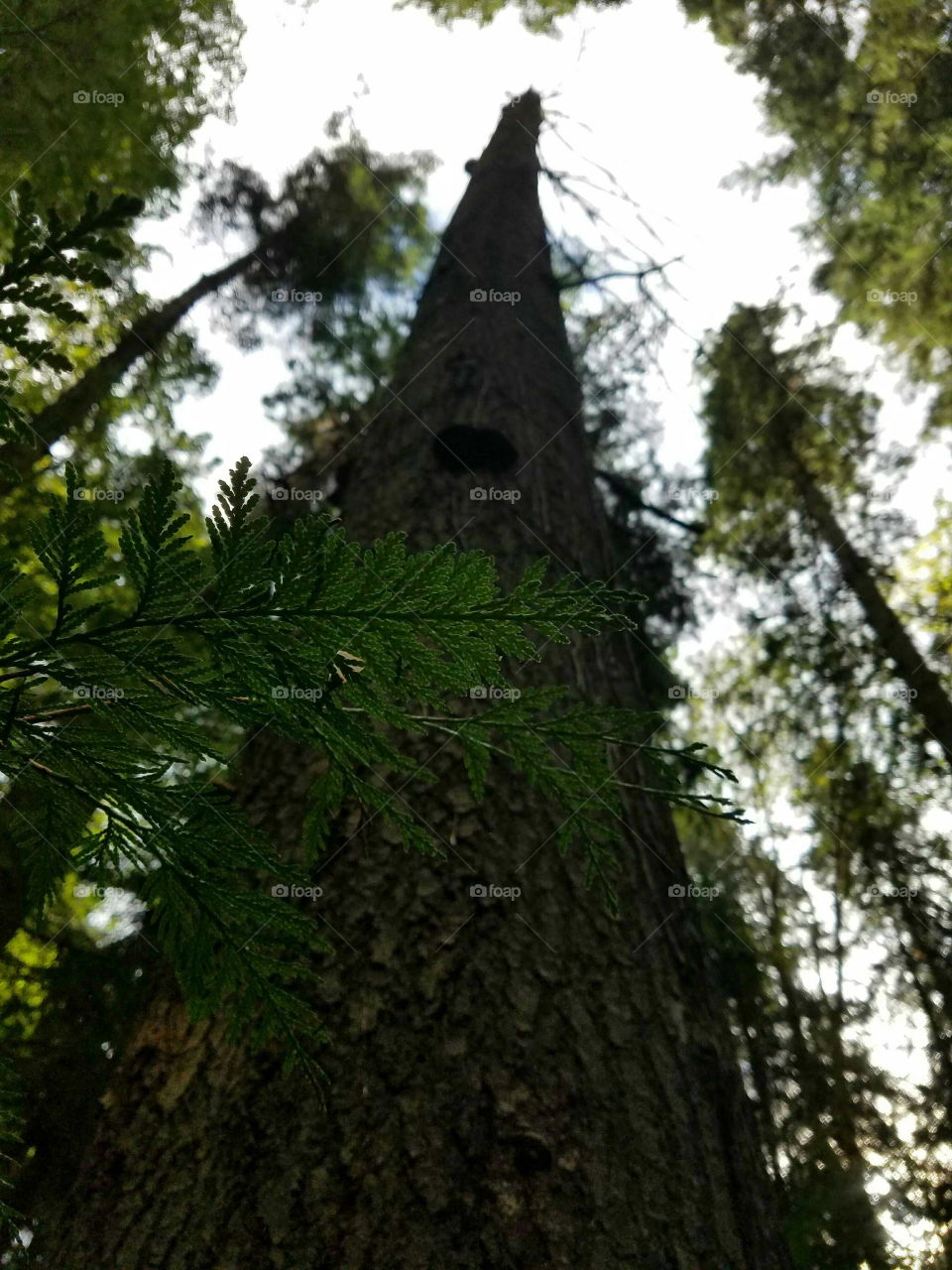 hiking in the forest