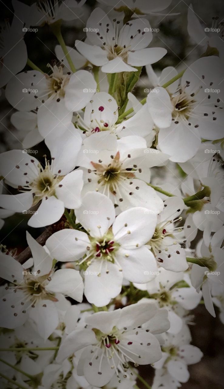 Magnificent tree blossoms 