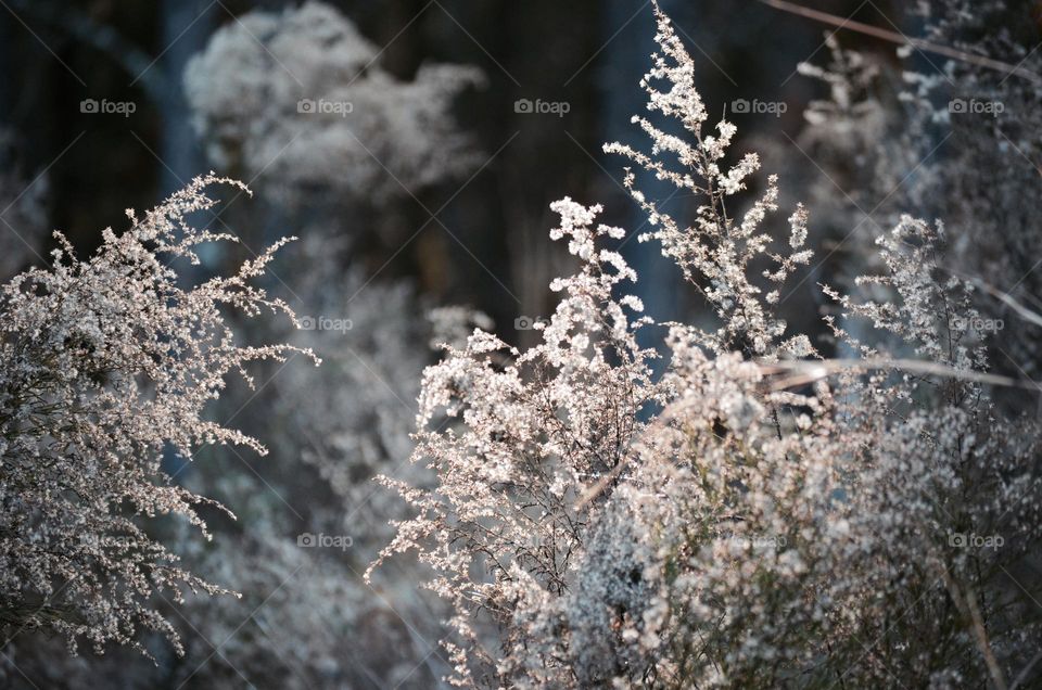 forest view location