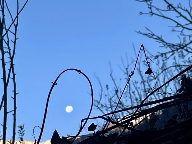 Moon in grass 