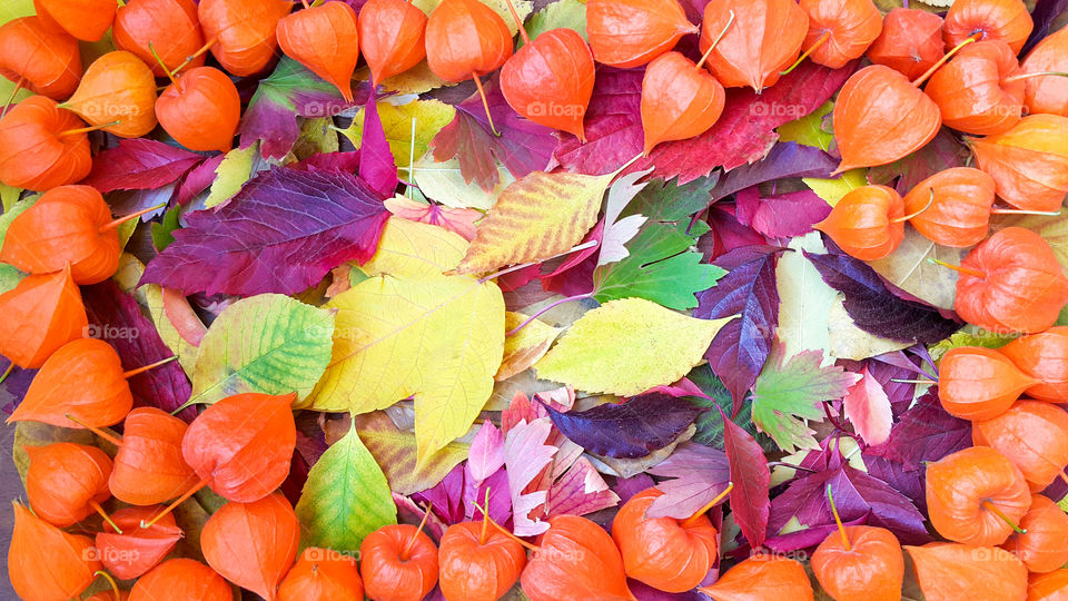 colorful autumn leaf collage, orange flower leaf frame, copy space for text