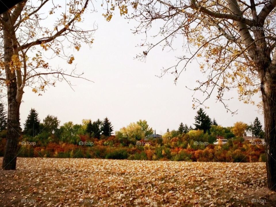 Calgary Parks in the Fall