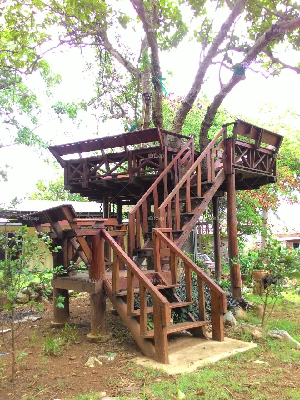 relax. relax on the big tree