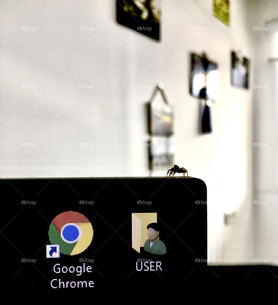 A spider travels on a computer screen 📺