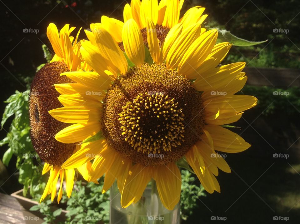 A close up of a beautiful sunflower.