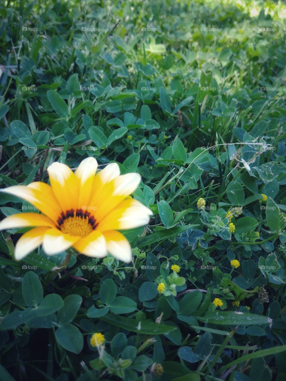 Just a flower...