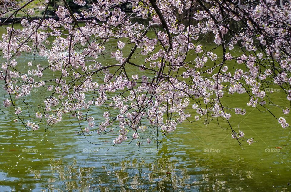 Cherry blossom over water