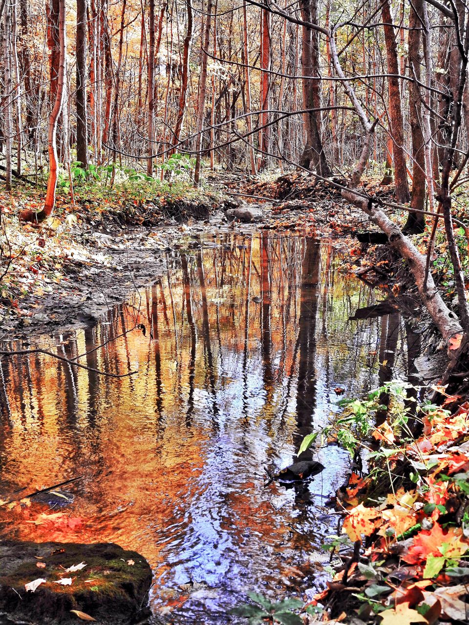 Trees and the water reflection in a forest in Indiana 