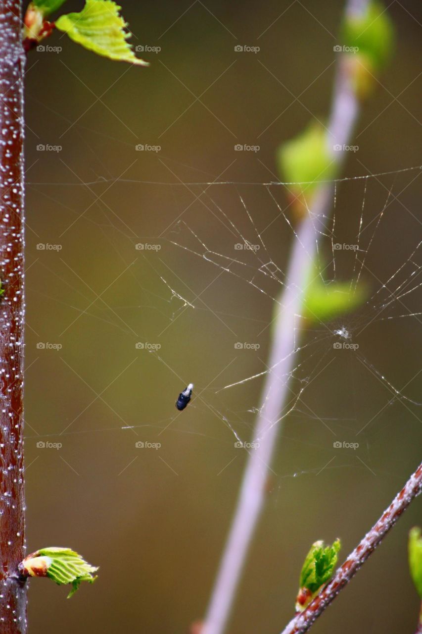 Cobweb