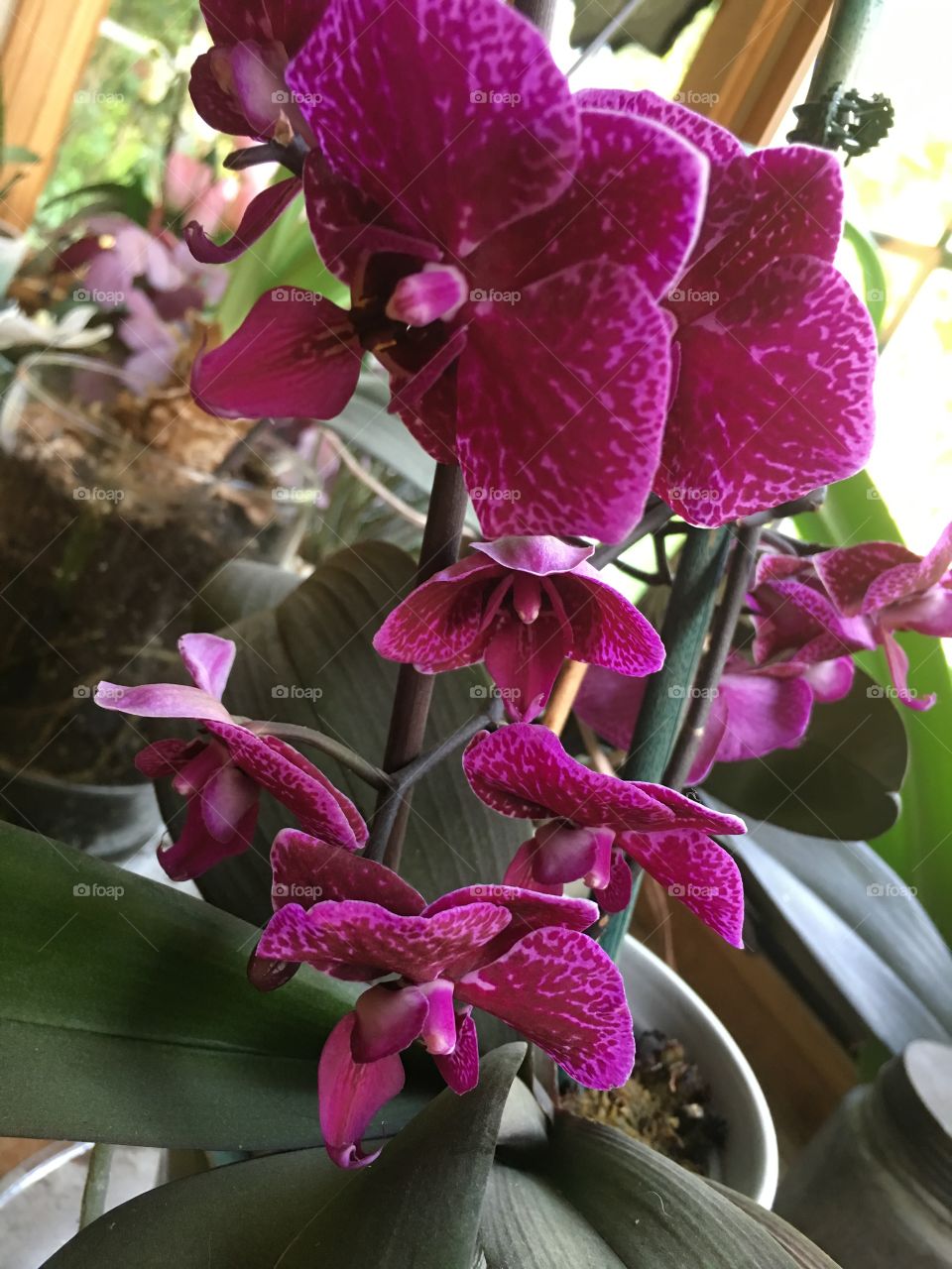 Orchids galore