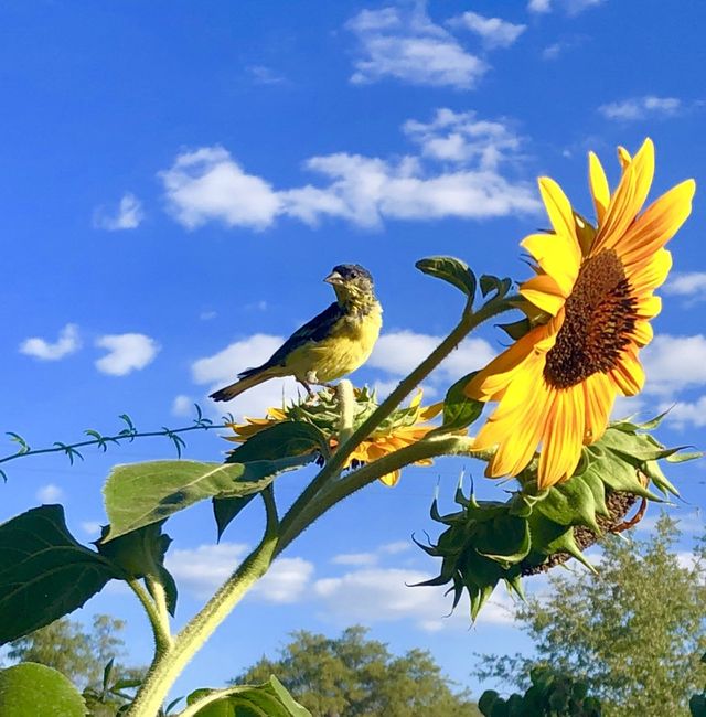 BEAUTIFUL FINCH IN SUNFLOWER GARDEN (SEEDS) PARADISE 
