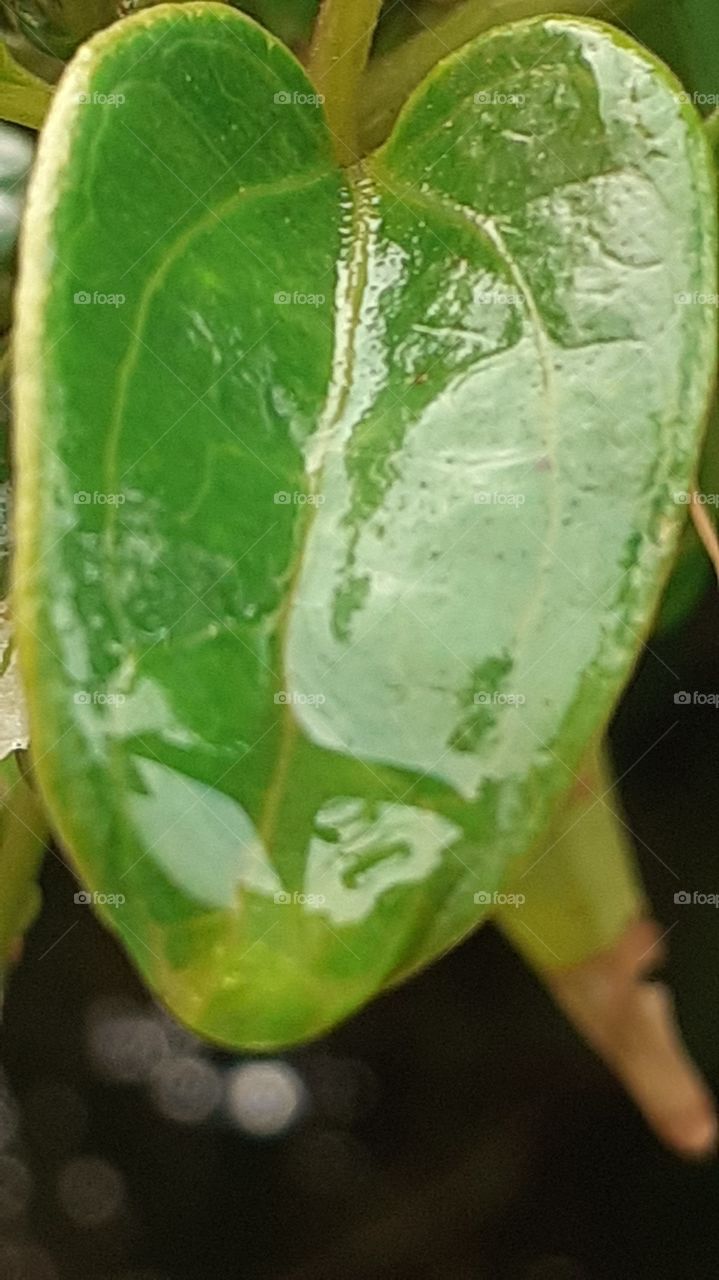 hoja después de la lluvia
