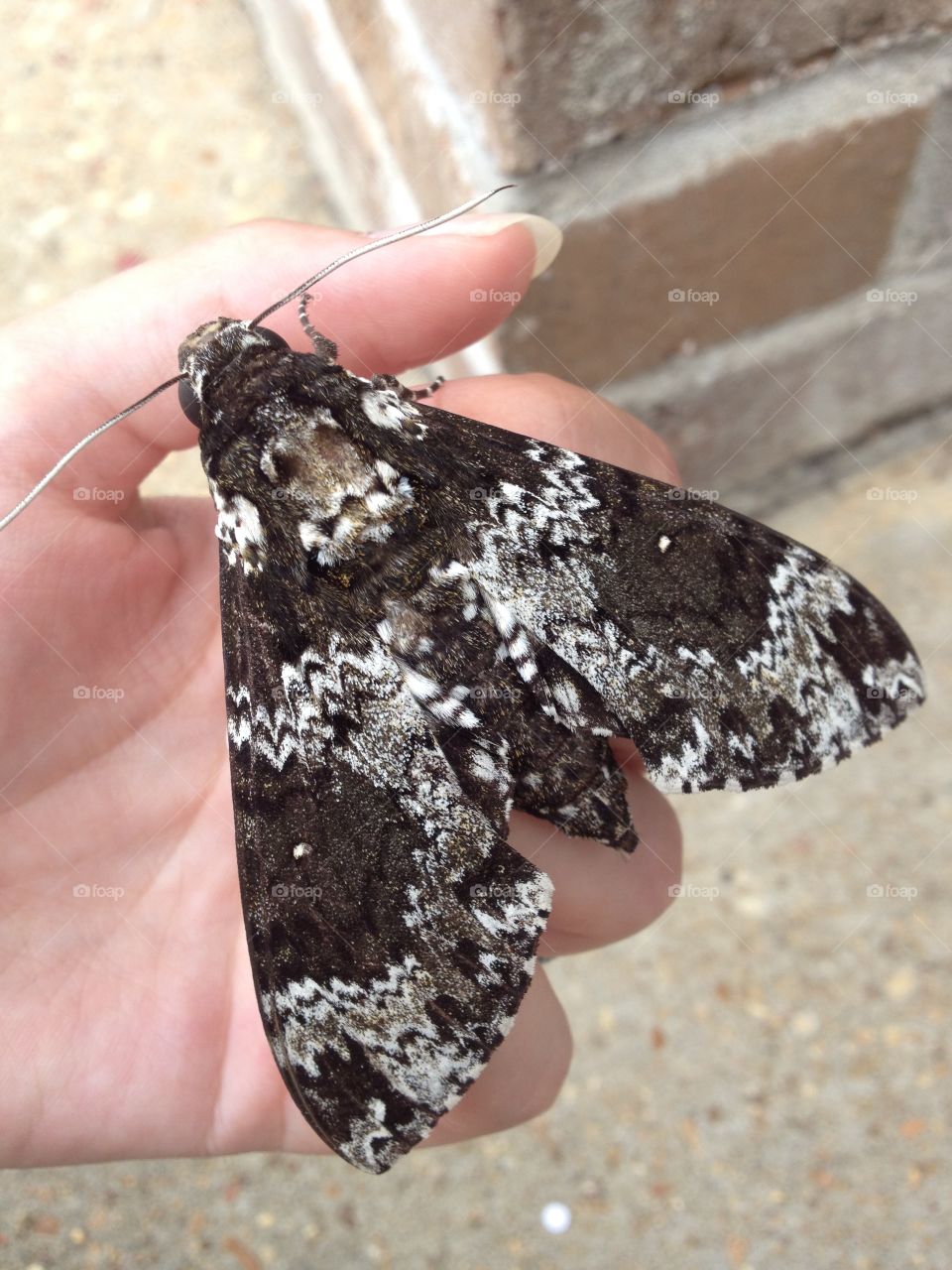 Big moth that looks like lichen on bark.