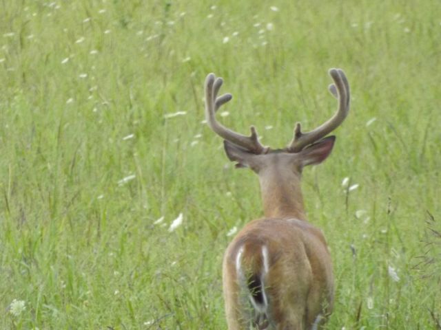 Deer standing in a meadow in Tennessee 