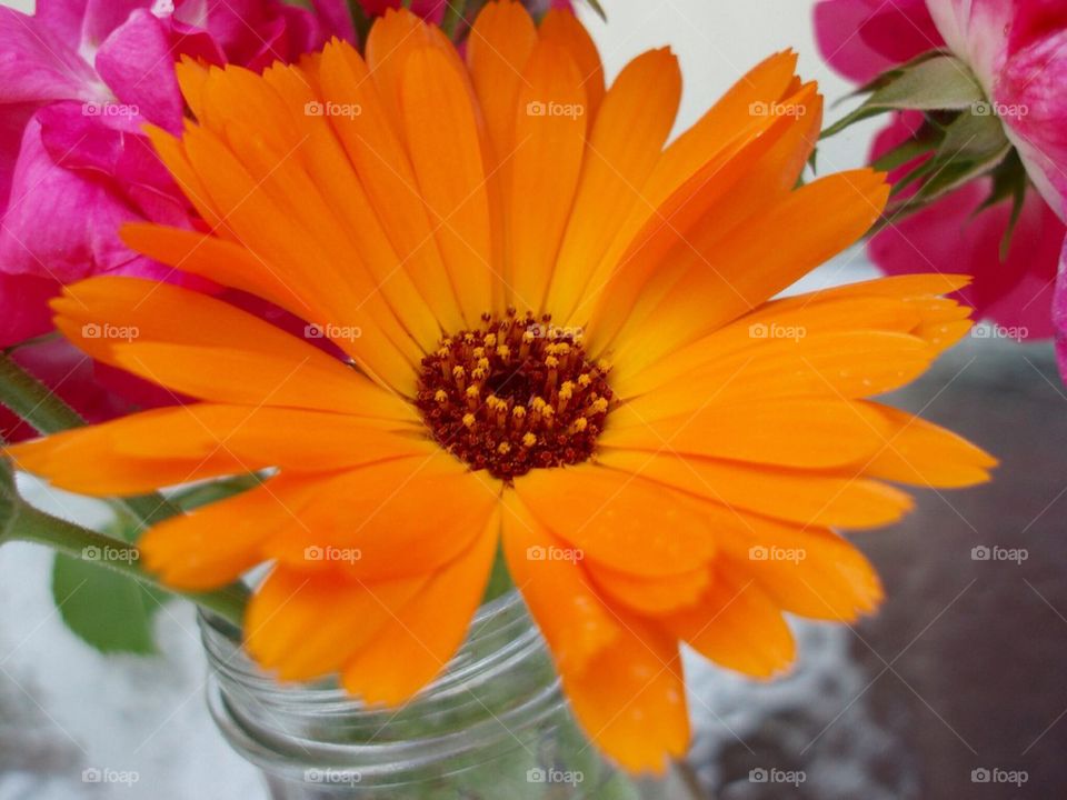 Flower in Orange