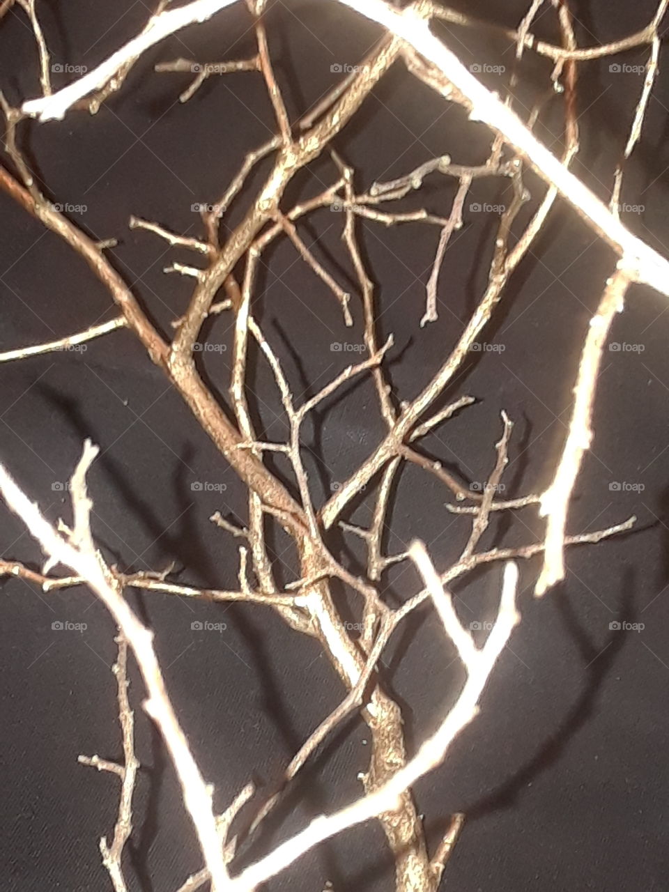shining tree branches
