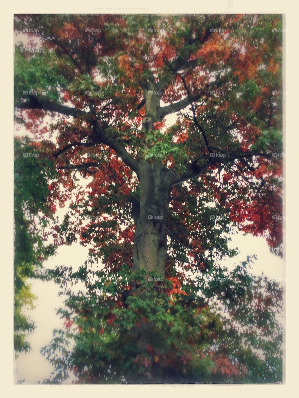 Autumn colours.  Scarlet Oak in my garden.