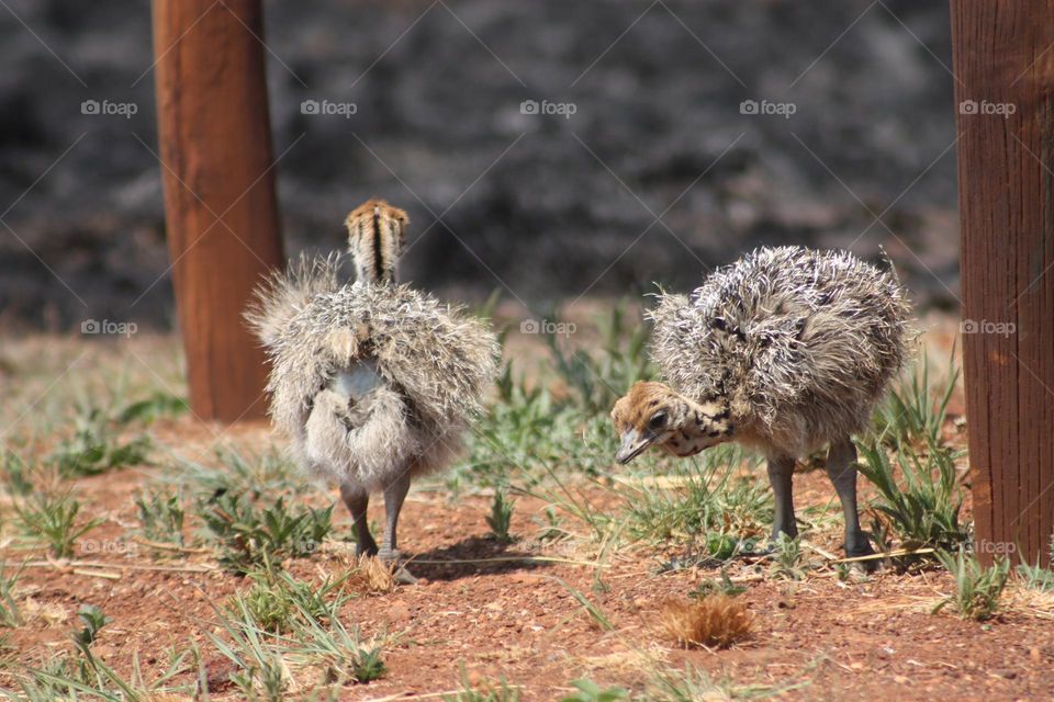 Cute baby Ostriches.