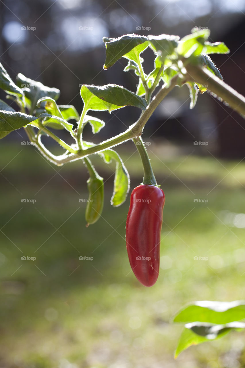 Chili fruit