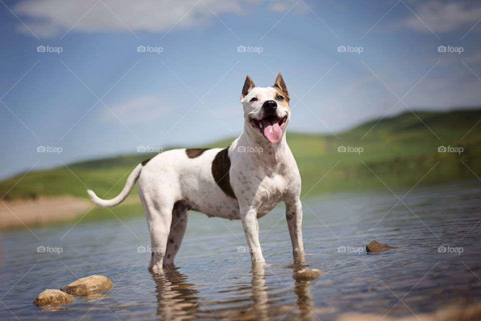 Dog stands in the water