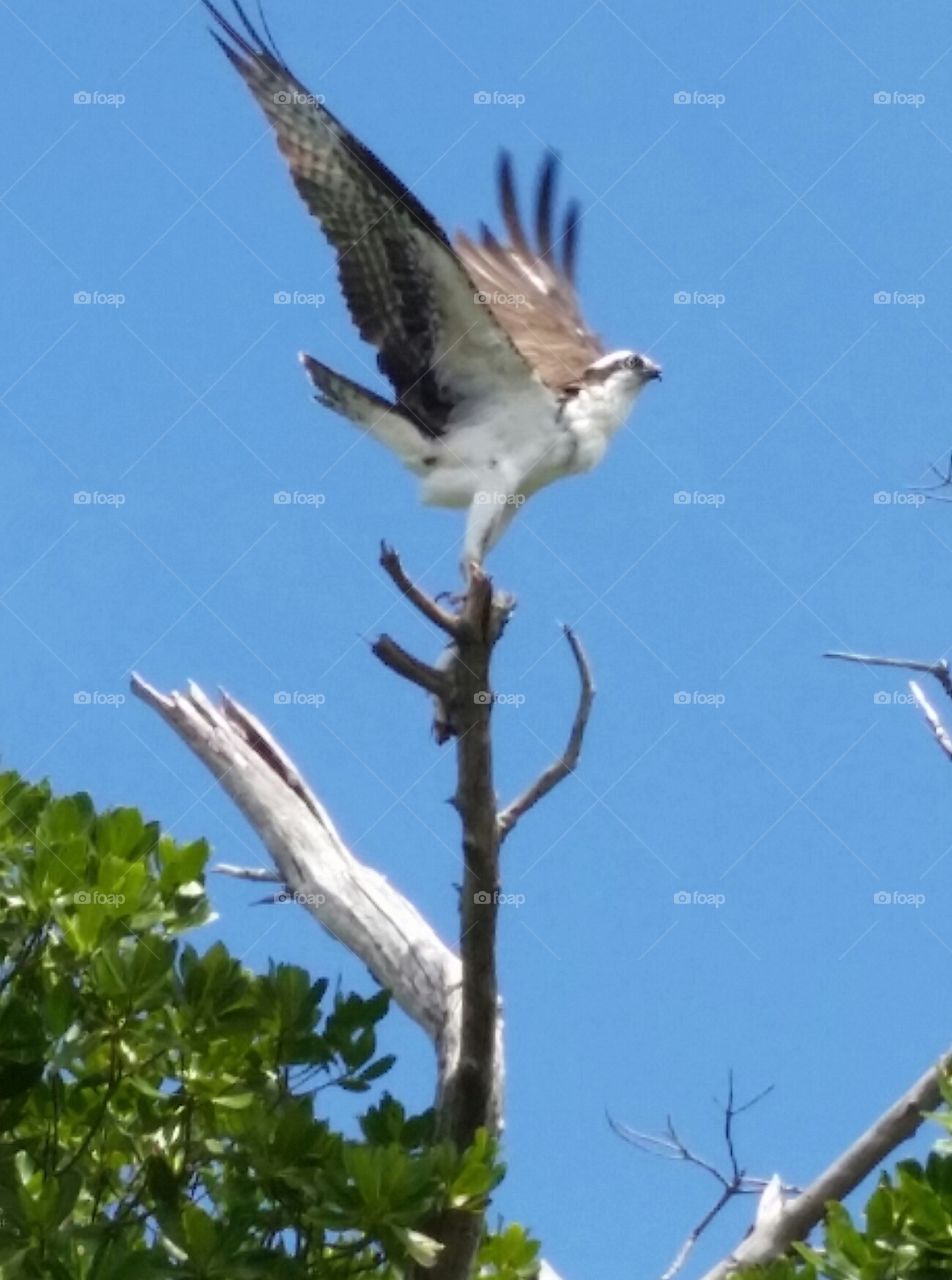Osprey trying to eat its fish thought I got too close