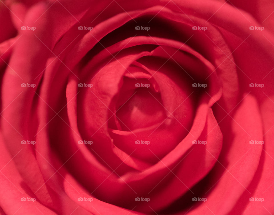 Rose with macro lens 