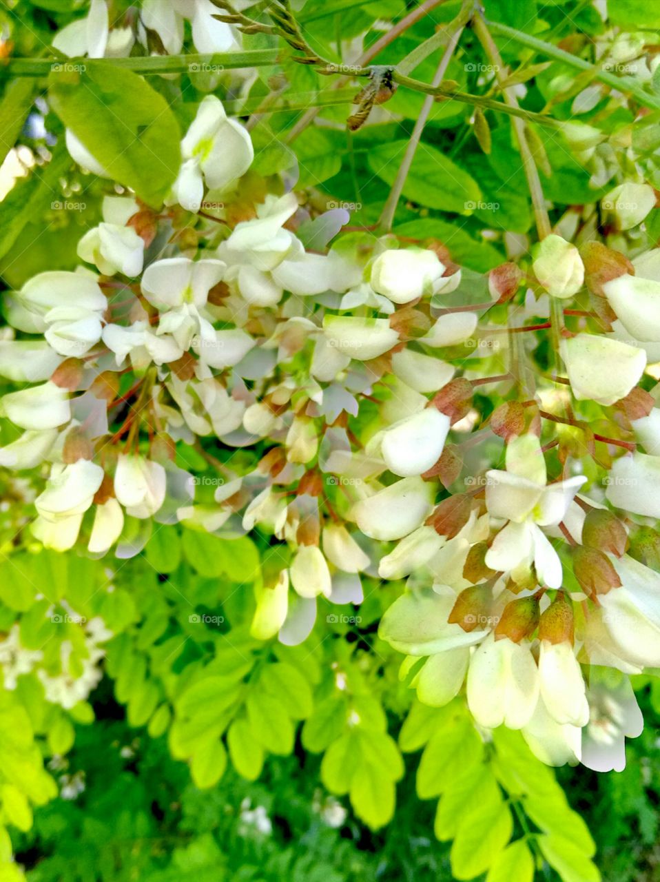 Nature, Leaf, Flora, Garden, Summer
