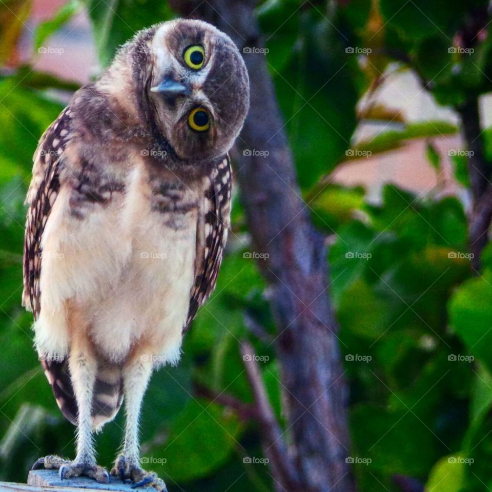 Owl #CojuraBuraqueira