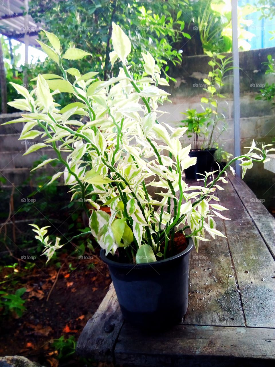 Ornamental plants,Simplicity,plainness