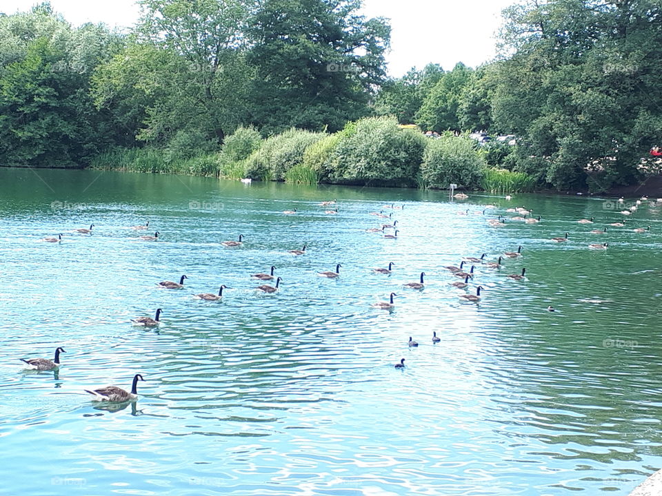 Geese On A Lake