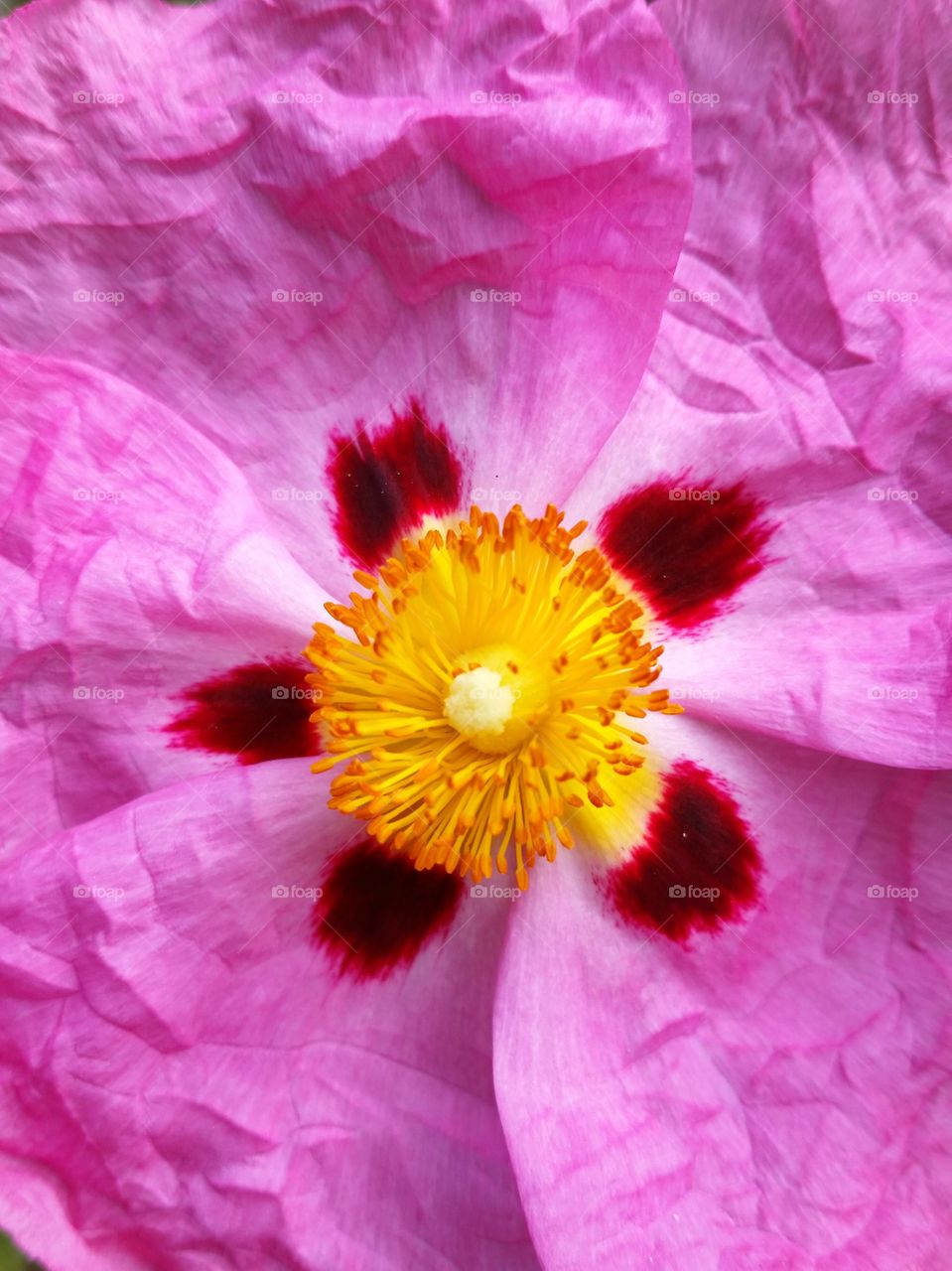 closeup spring flower