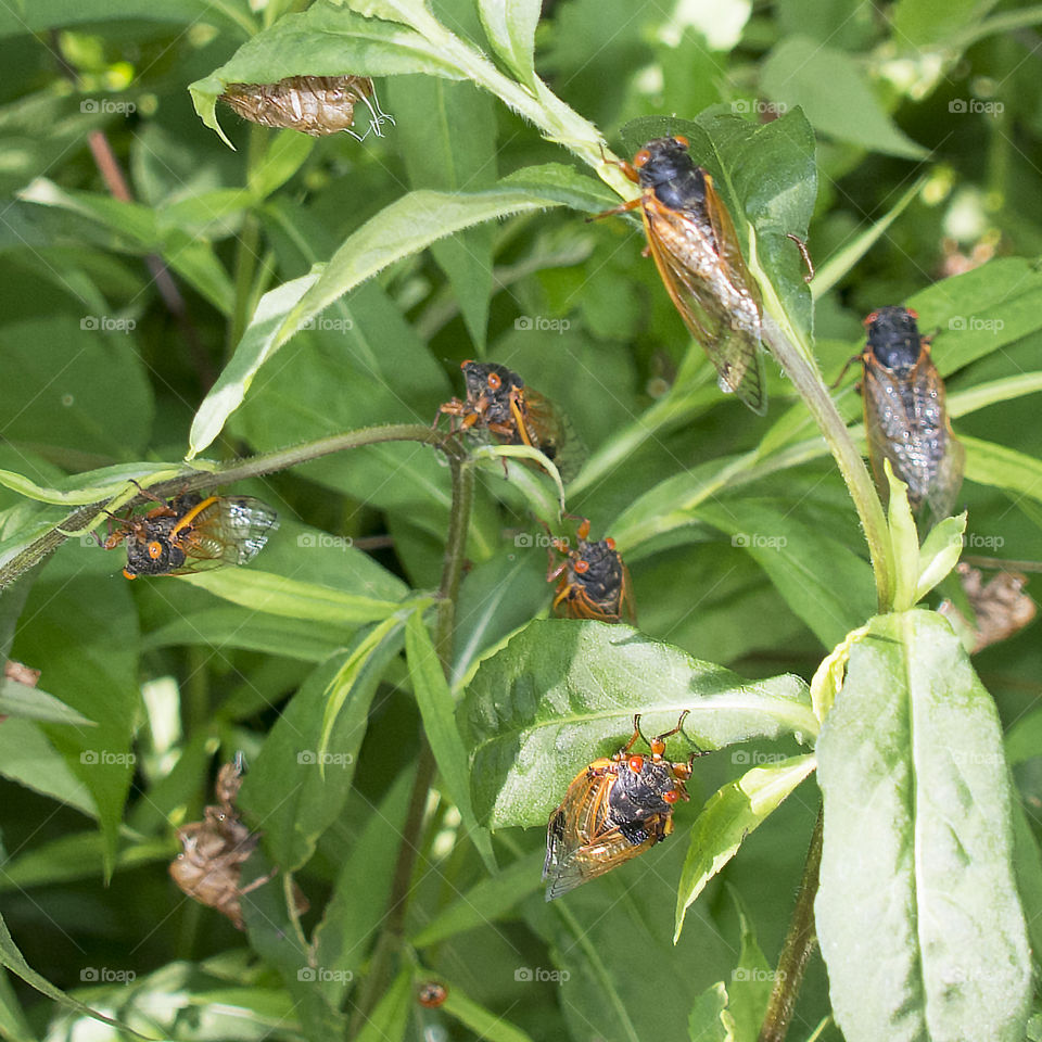 Many seventeen year cicadas on leaves