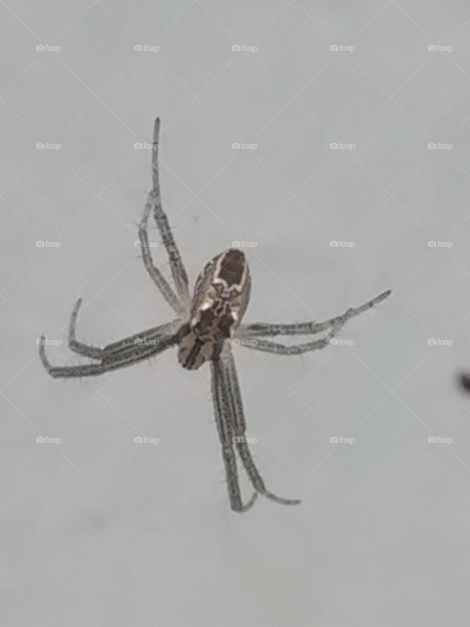 Making your house above spider plants branches.