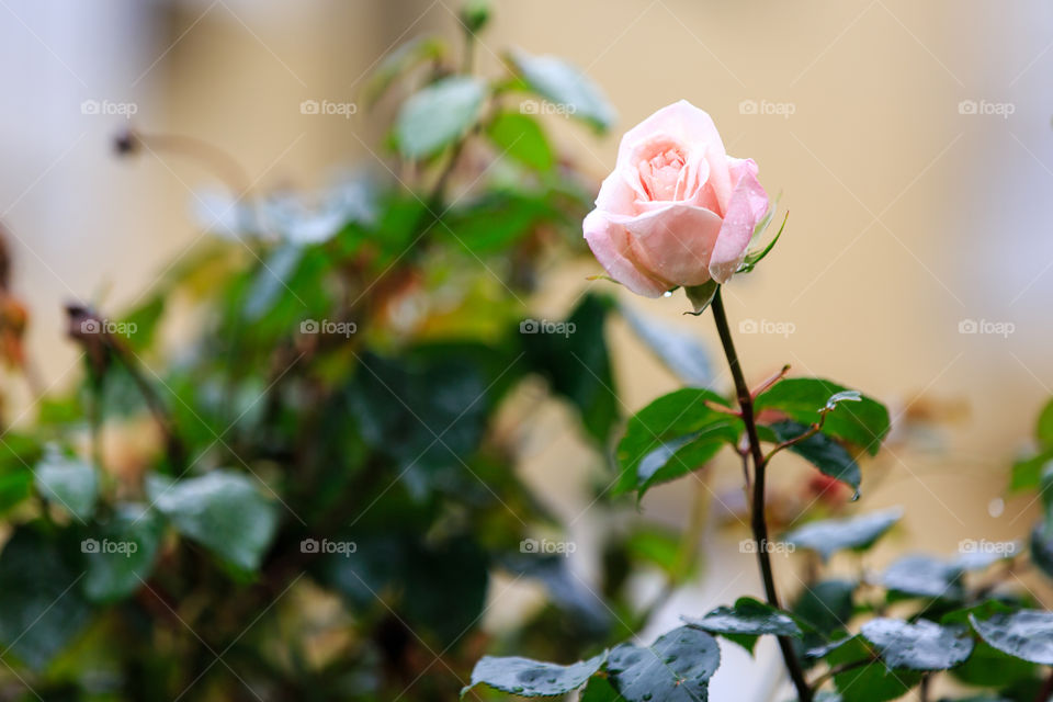 Single pale rose
