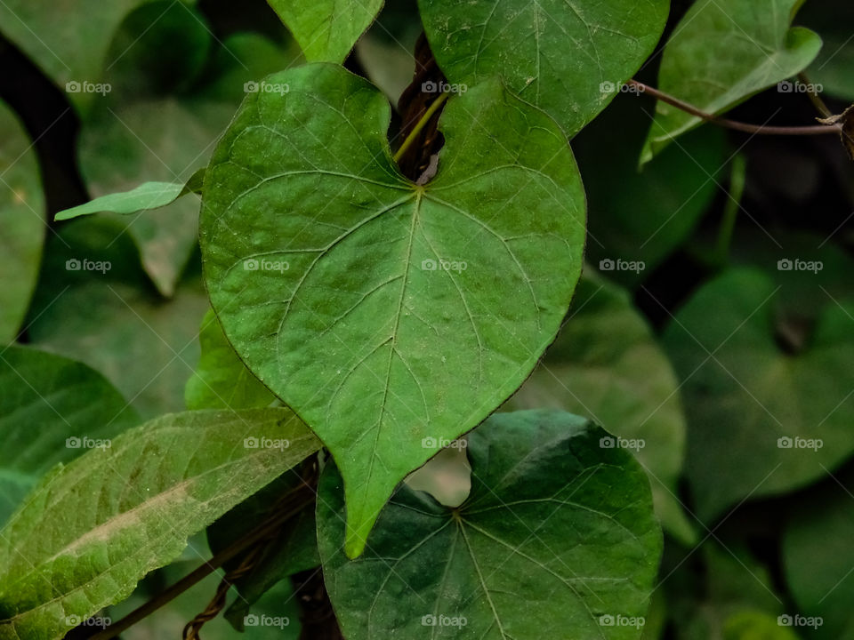 Heart shaped green leaf vine looking beautiful.