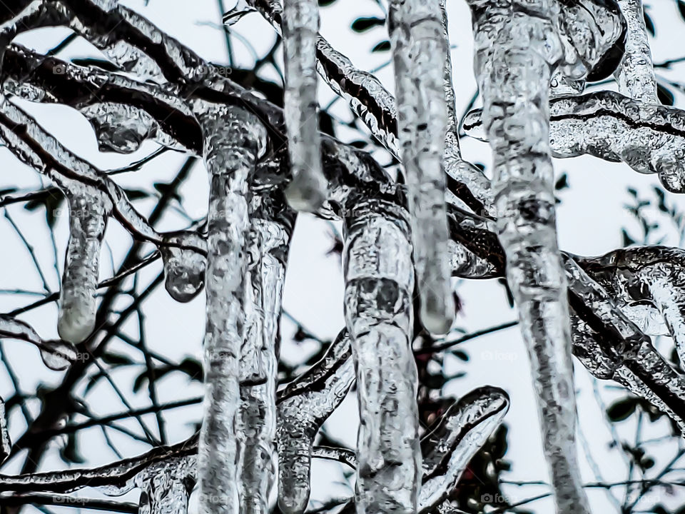 abstract nature - multiple icicles on tree branches