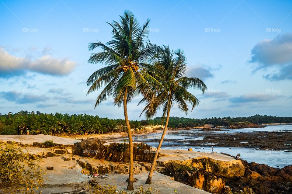 Beach rocks coconut trees