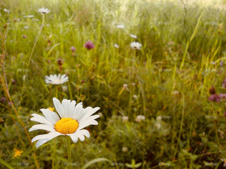 A field of flowers and daisy