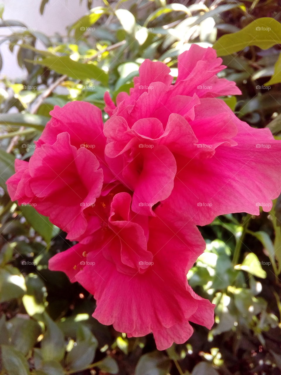 Flower