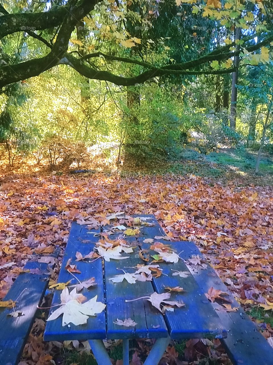 Autumn Park - America 