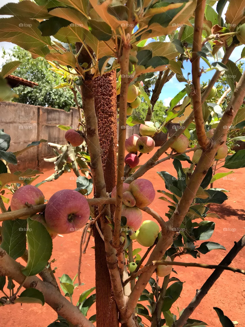 Apple tree